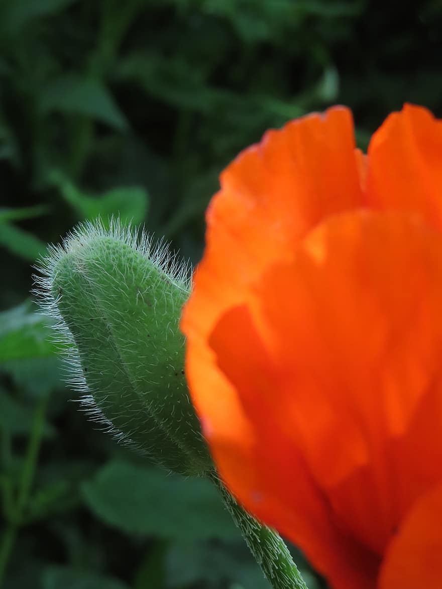 Poppy, Corn Poppy, Red Poppy, Red Flower, Blossom, Bloom, Nature, close-up, plant, flower, green color
