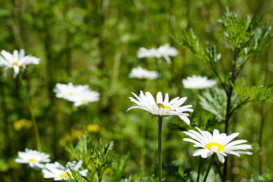 البابونج ، زهور ، البابونج الأبيض ، ورود بيضاء ، بتلات ، بتلات بيضاء ، إزهار ، زهر ، النباتية