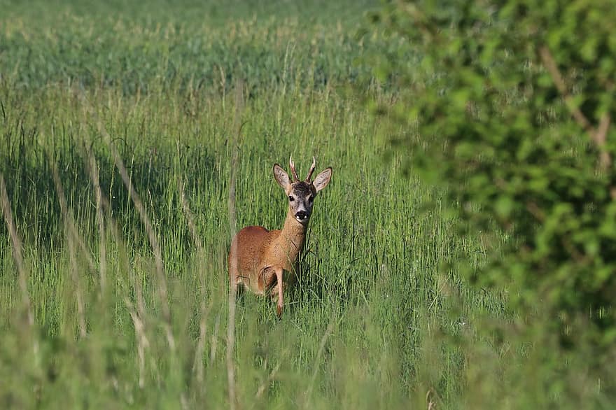 Wild Deer, European Roe Deer, Deer, Wildlife, Biodiversity, Nature, Forest, Field