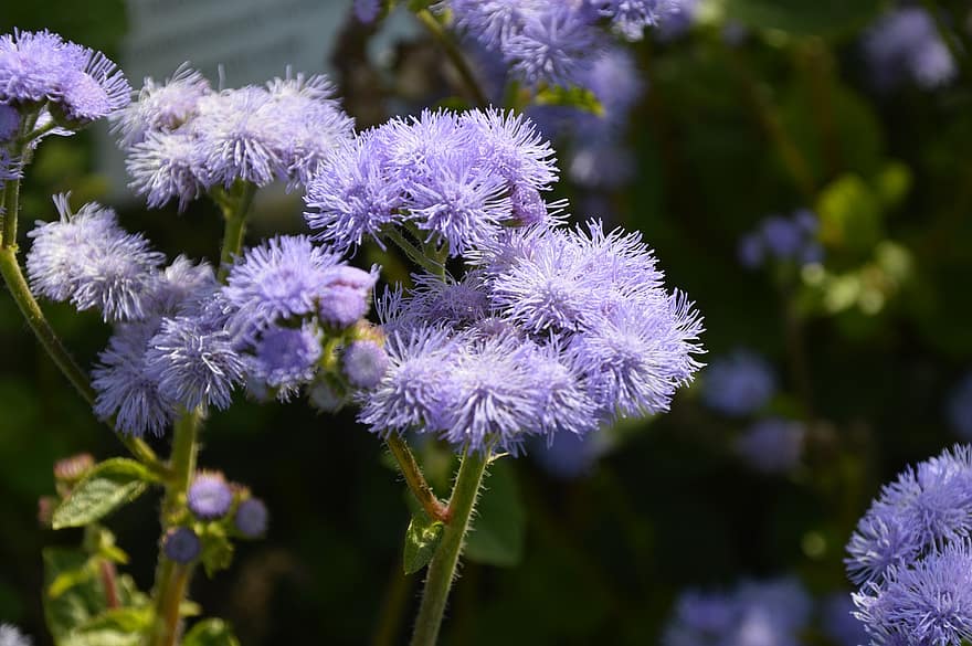 Flossflower, những bông hoa, Hoa có lông, Hoa màu xanh, Bluemink, blueweed, Chân âm hộ, Cọ vẽ Mexico, Blue Billygoat Weed, ageratum houstonianum, hoa
