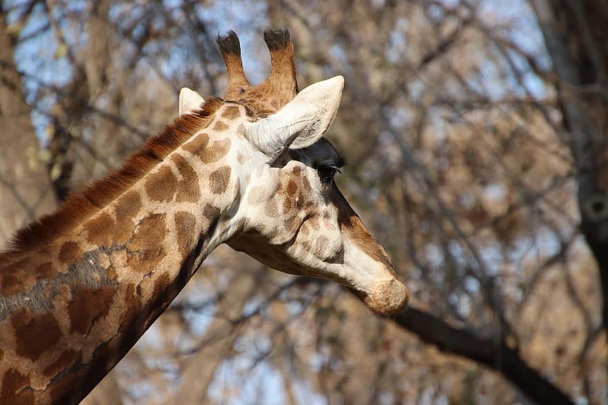 girafă, animal, mamifer, faună, cap de animal, animale în sălbăticie, a închide, fermă, iarbă, rural, safari animale