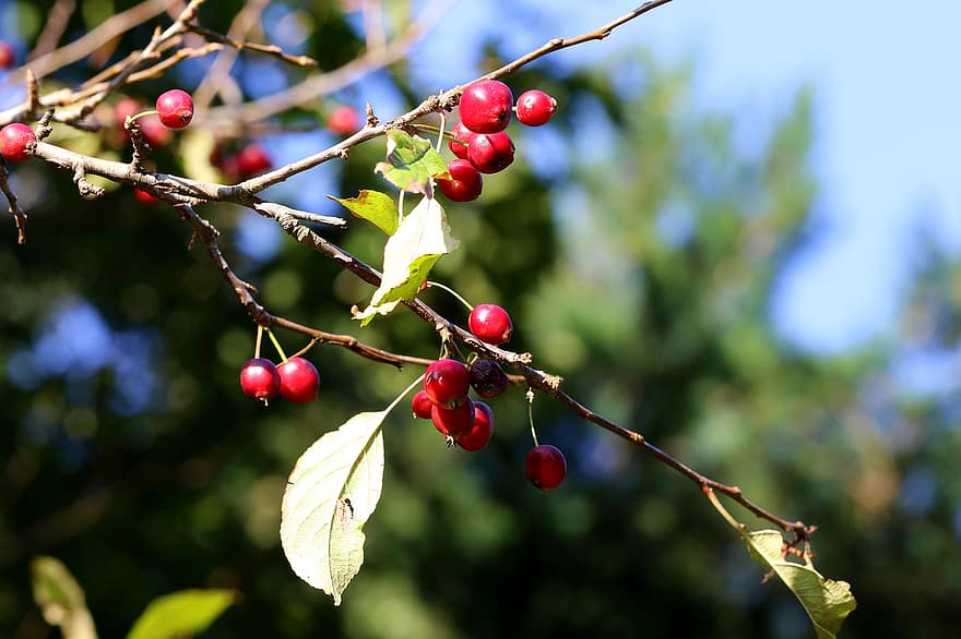 Nature, Tree, Fruit, Branches, Leaves, Plant, Red Berries