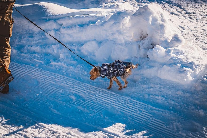 개, 요크셔 테리어, 요크, 통로, 산책하기, 겨울, 눈, 산, 애완 동물, 모험, 스포츠