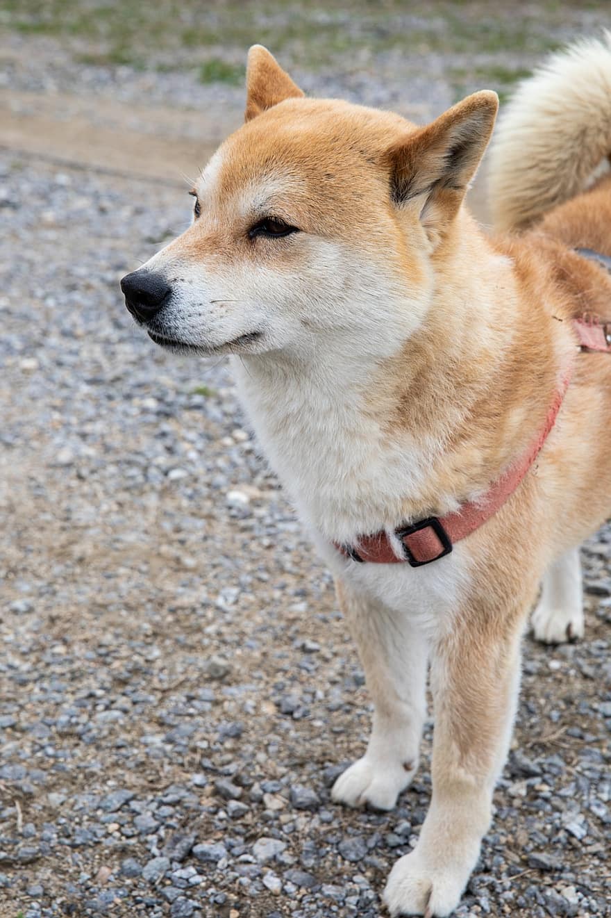 Puppy, Shiba Inu, Dog, Pet, Outdoors, Canine, pets, cute, purebred dog, looking, one animal