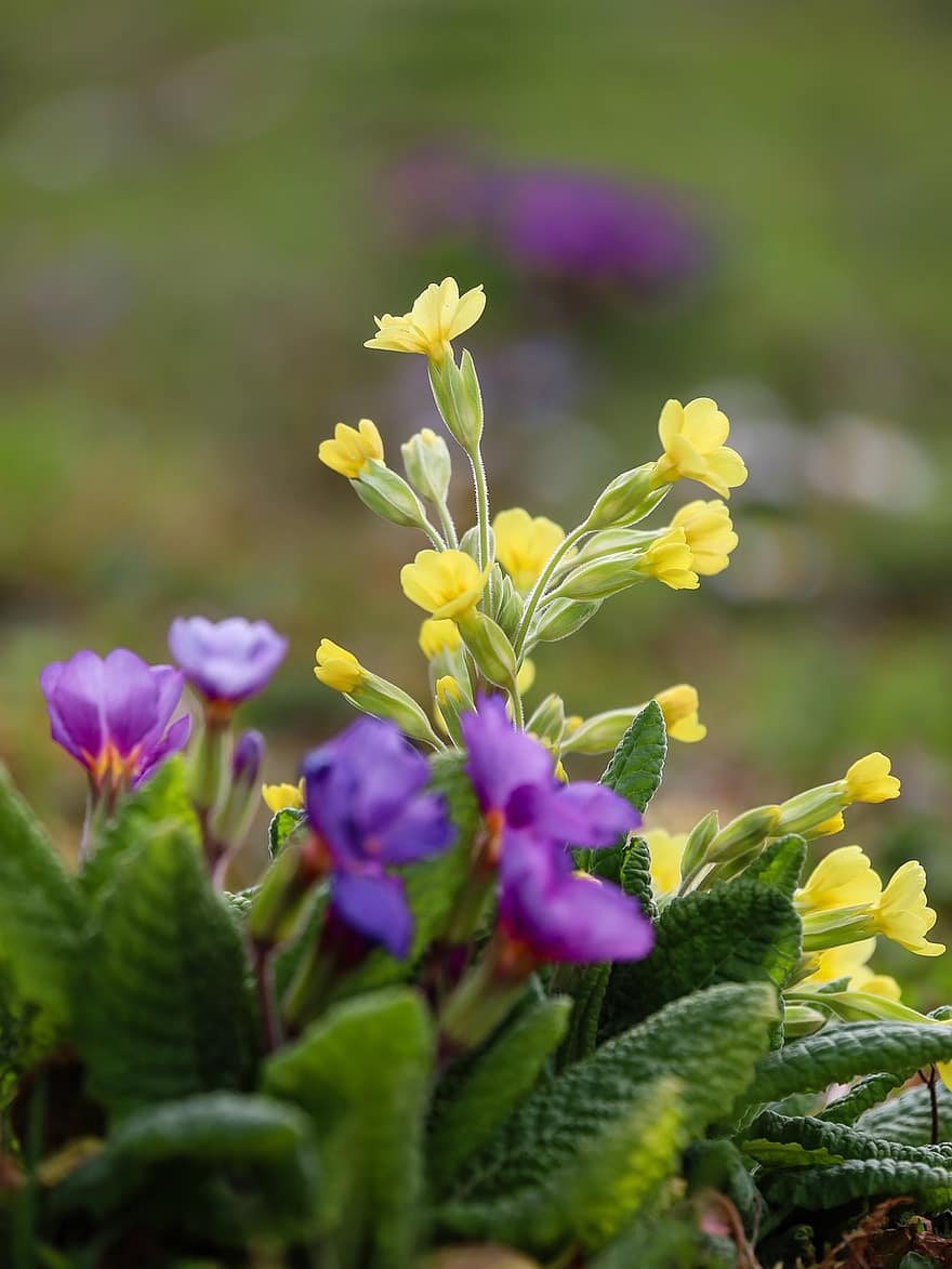 Cowslip, Primrose, Yellow, Spring, Blossom, Bloom, Meadow, plant, flower, close-up, summer
