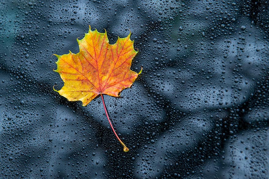 folha, outono, superfície, pingos de chuva, gotas de agua, janela, vidro, gotejamento, folha de Carvalho