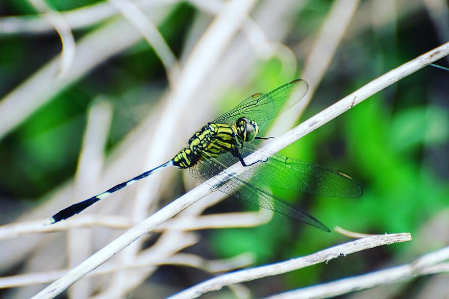 libélula, inseto, animal, fundo, erro, fechar-se, fotografia macro, natureza