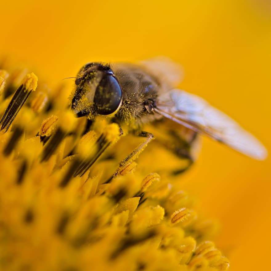 Garden, Flower, Hoverfly, Flower Fly, Syrphid Fly, Insect, Animal, Sunflower, Bloom, Blossom, Flowering Plant