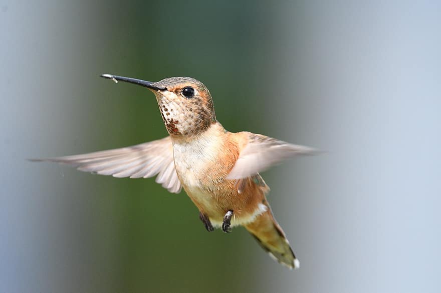 Female Rufous Hummingbird, Flight, Hummingbird, Beak, Wings, Flying Bird, Ave, Avian, Ornithology, Birdwatching, Animal