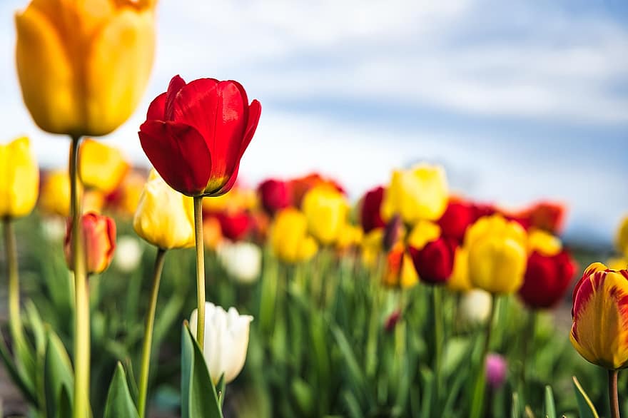 tulipany, kwiaty, pole, wiosna, wiosenne kwiaty, tulipan, kwiat, roślina, żółty, wielobarwne, głowa kwiatu