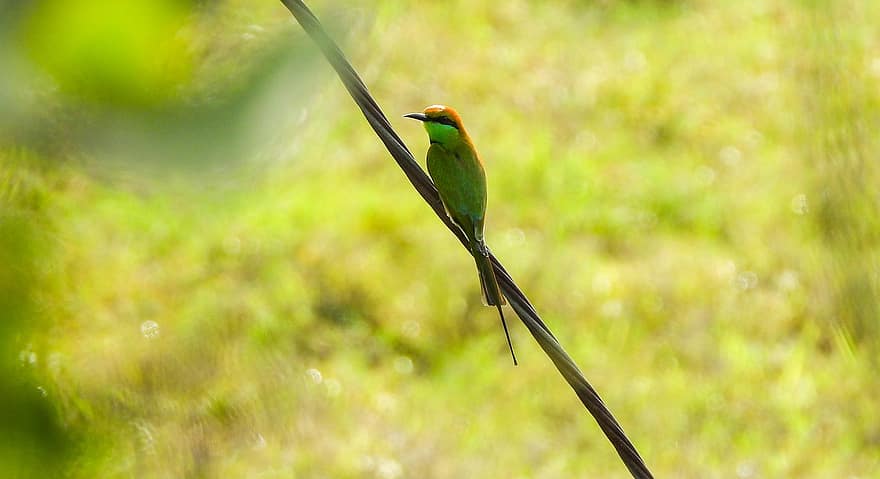 Bird, Green Bee-eater, Ornithology, Avian, Species, Animal, Feathers, Wings