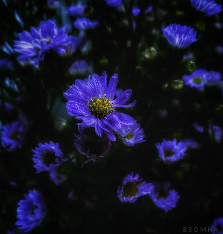 floare, Violet, întuneric, Vietnam, margaretă, natură