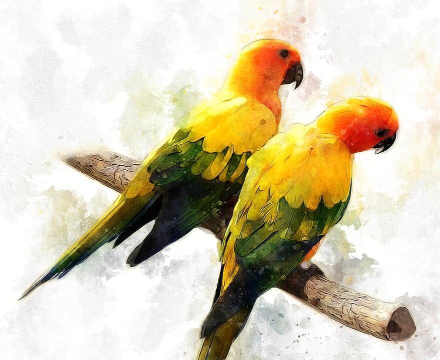 parakit, papegøje, fugl, tropisk, farverig, eksotisk, dyr, gul, lyse, fauna