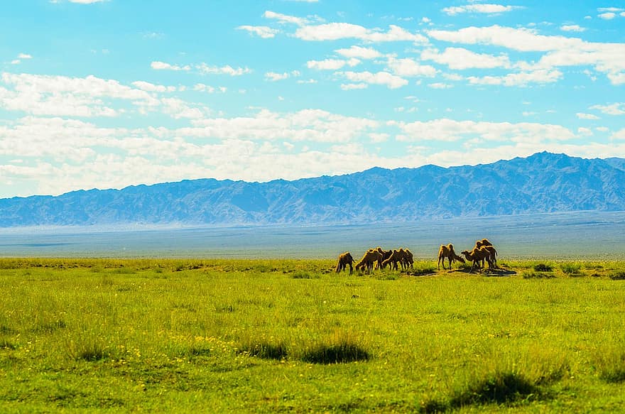 lạc đà, cánh đồng, núi, chăn thả, động vật, động vật có vú, đồng cỏ, phong cảnh, nông thôn, Thiên nhiên, bầu trời