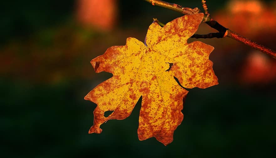 efterår, lys, farver, Skov, ark, blad, gul, sæson, tæt på, træ, baggrunde