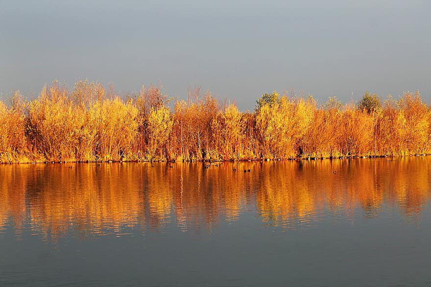 medžiai, ežeras, miškas, antys, vandens paukščiai, atspindys, šviečia, atspindėjimas, aukso rudenį, saulės šviesa, pobūdį