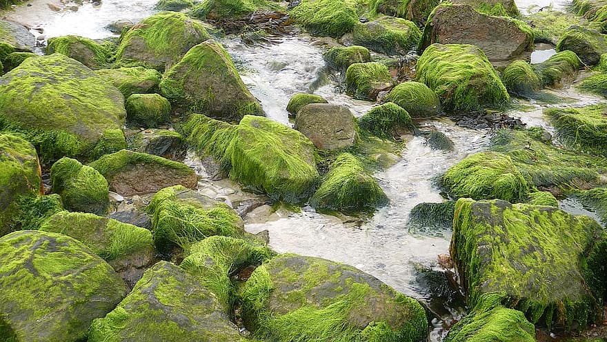 seagrass, pietre, natura, all'aperto, rocce