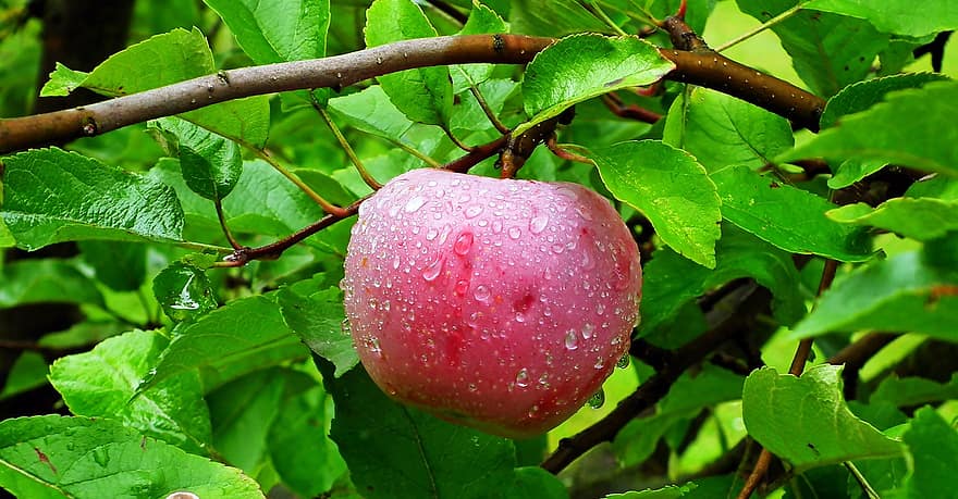 manzana, Fruta, Árbol de frutas, maduro, naturaleza, jardín