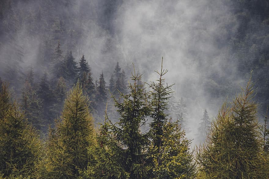 floresta de pinheiros, Pinheiros, floresta, pinho, arvores, natureza, névoa, conífera, madeiras, transilvânia