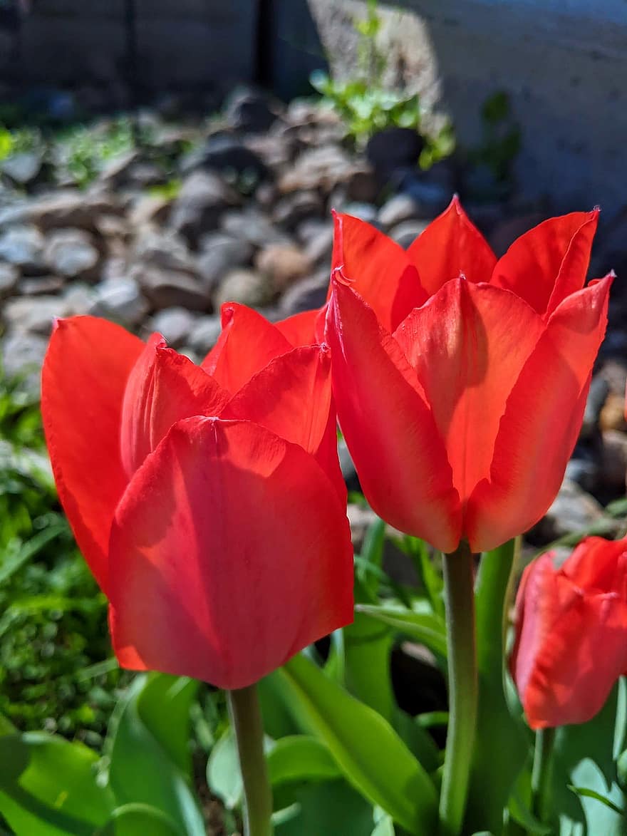 natur, blomst, rød, tulipaner, vår, anlegg, sommer, tulipan, blomsterhodet, nærbilde, blad
