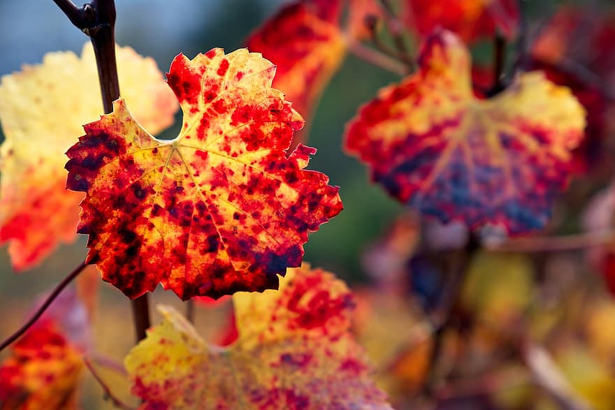 الخريف ، اوراق اشجار ، أوراق الشجر ، اوراق الخريف ، أوراق الخريف ، ألوان الخريف ، فصل الخريف ، سقوط ورق النبتة ، تقع الألوان