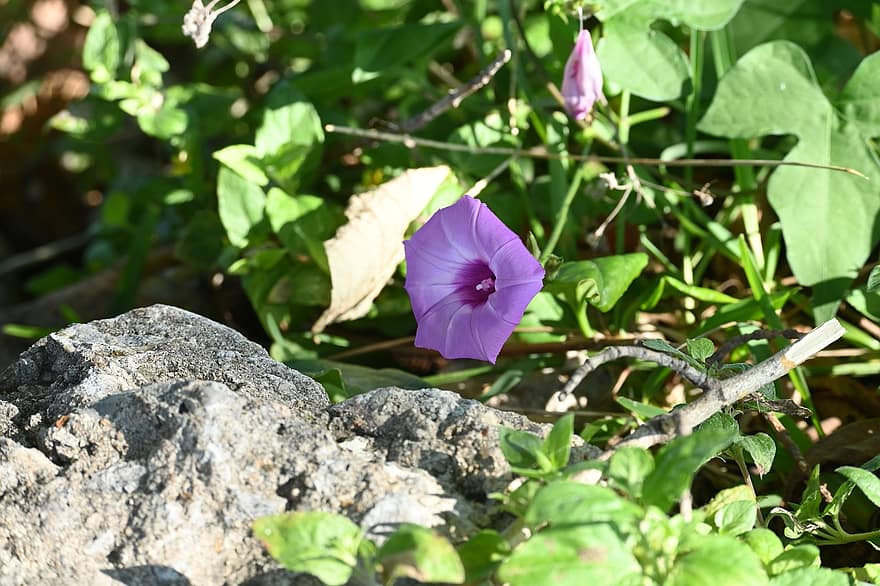 фиолетовый цветок, луг
