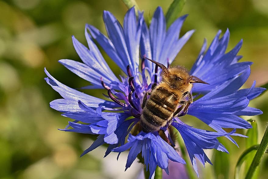 medus bite, rudzupuķes, knapweed, raksturs, ziedputekšņi, kukaiņi, medus, apputeksnēt, apputeksnēšana, hymenoptera, spārnotais kukainis