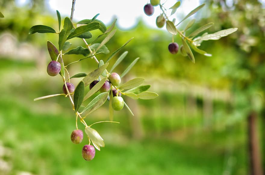оливки, оливкові плоди, оливкове дерево, країна, сільський, виноградник