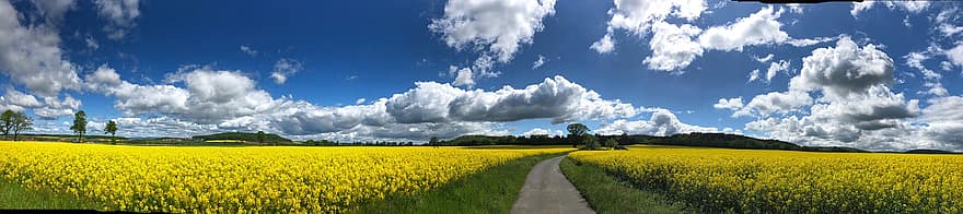 Field, Meadow, Field Of Rapeseeds, Pathway, Agriculture, Clouds, Spring, Nature, Panorama