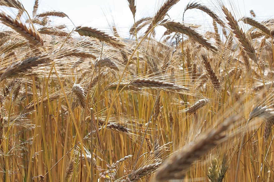 campo de trigo, trigo, campo, cultivos de trigo, cultivos, cereales, zapatillas con clavos, plantación, granja, agricultura, cebada
