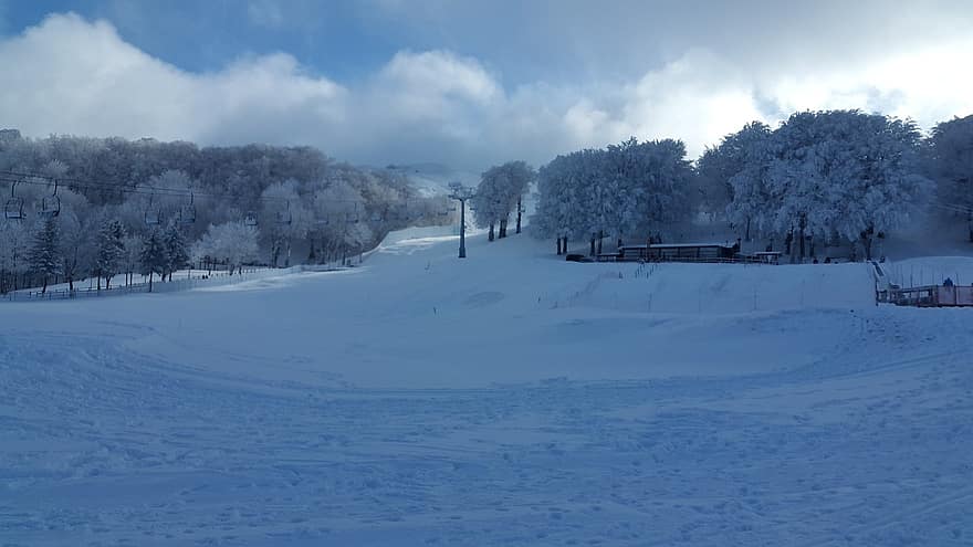 sneeuw, Bos, winter, Carpegna, Italië, gemeente, natuur