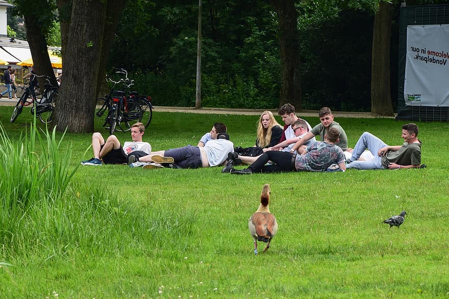 Bird, Park, Friends, Group, Duck, Grass, summer, group of people, women, men, lawn