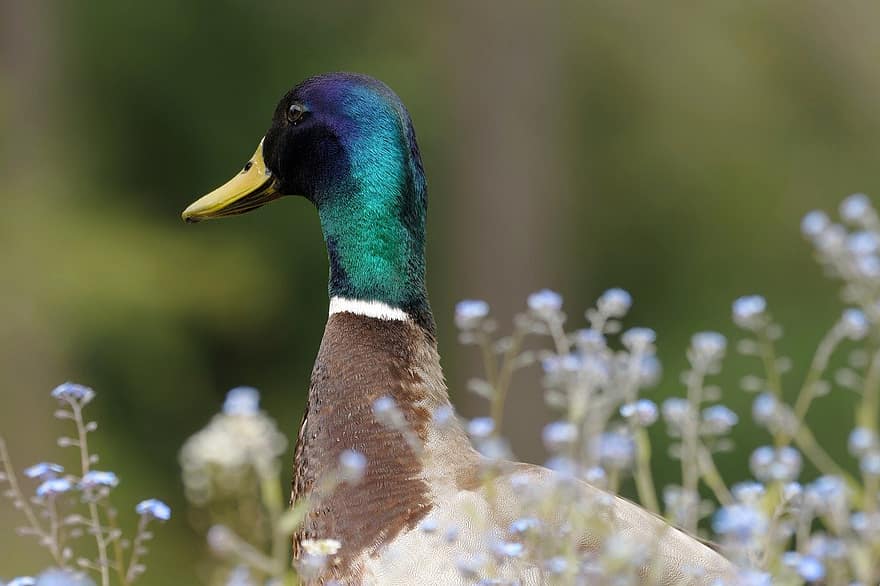 Bird, Duck, Meadow, Wildlife, Flowers, Animal, beak, feather, green color, mallard duck, water bird