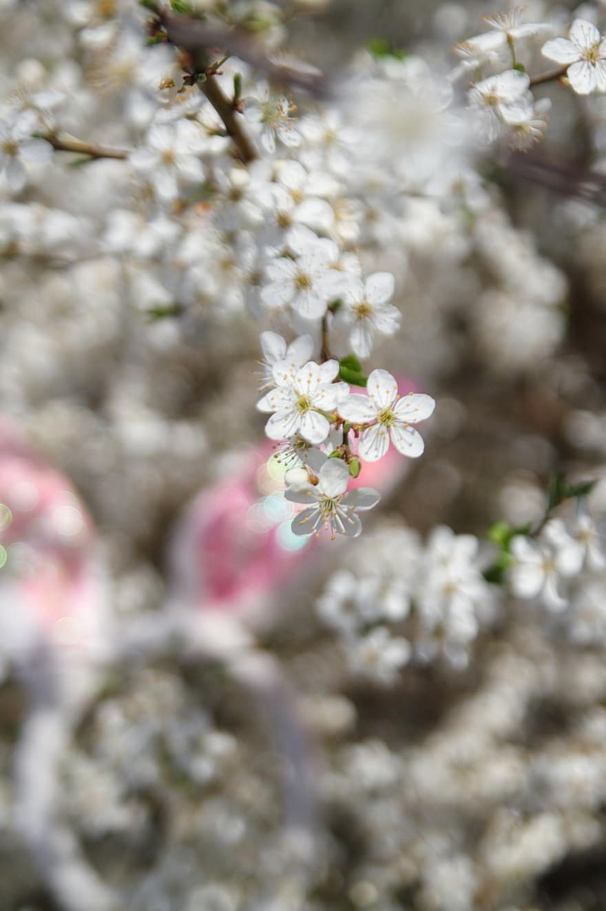 Πάσχα, λευκά λουλούδια, άνοιξη, ανθοφόρο δέντρο, λαγουδάκι του Πάσχα, λουλούδι, γκρο πλαν, φυτό, πέταλο, άνθος, κεφάλι λουλουδιών