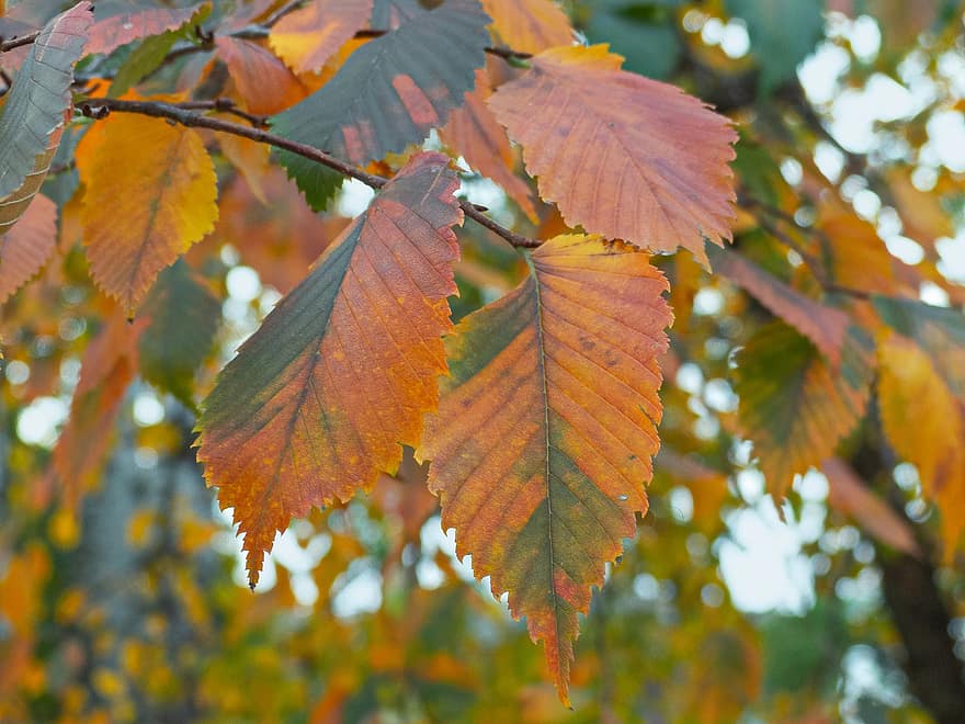 le foglie, ramo, autunno, fogliame, foglie d'autunno, umore, albero, stagione, natura