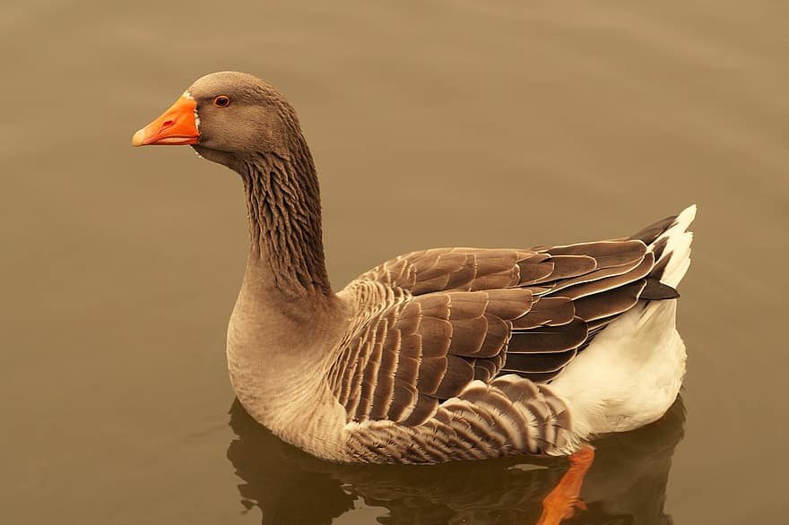 Goose Big, Landeska, Country, Bird, Beak, Feather, Lake, Water Bird, Pond, Fauna, Animal