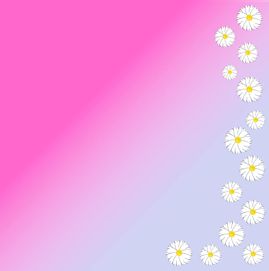 Daisy, Flower, Daisies, Graphic, Gradient, Blue, Pink, Diagonal, Shades, Template, Bloom