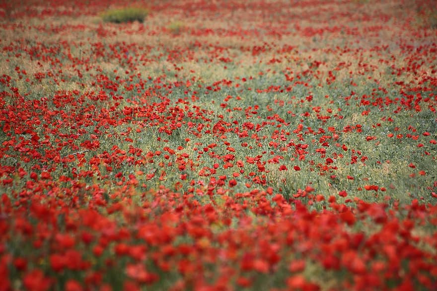 Poppies, Flowers, Plants, Meadow, Field, Red Flowers, Bloom, Flora, Nature, summer, plant