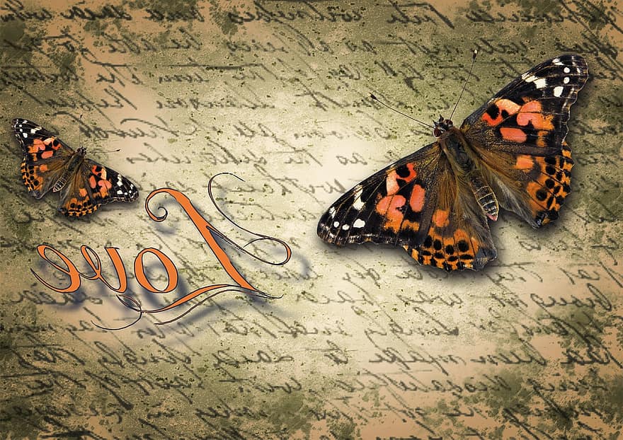 sommerfugl, lille ræv, typografi, kærlighedsbrev, gammelt ark, antik, kærlighed, forbigående, historisk, symbol, loyalitet