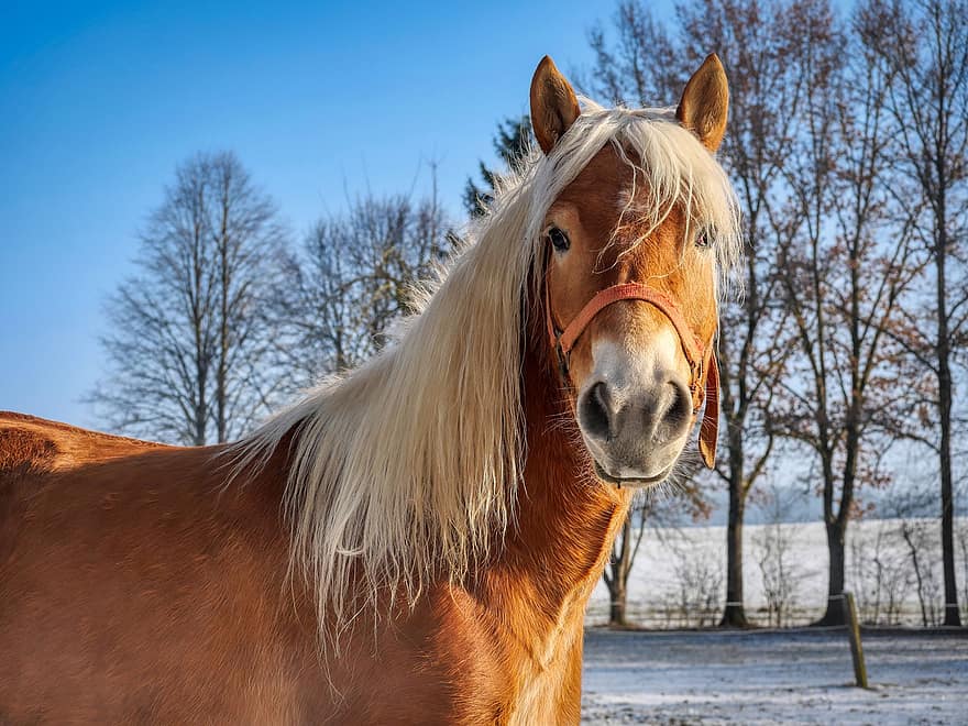 hest, dyr, mane, hesthodet, equine, pattedyr, vinter