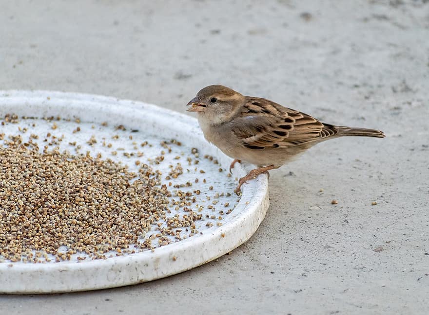 House Sparrow, Sparrow, Feeding, Songbird, Avian, Ornithology, Birdwatching