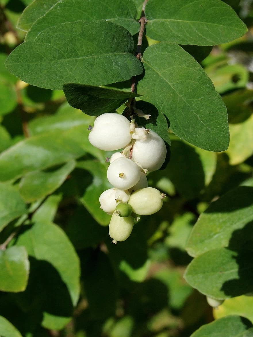 Białe Przebiśniegi, symphoricarpos albus, powolny, krzew, jagody, biały, mało wymagający, díszcserje
