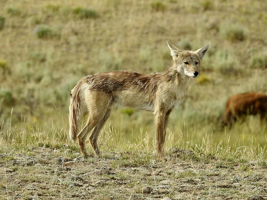 coyotes, coyote, naturaleza, al aire libre, fauna silvestre, depredador, animal, desierto, cazador, criatura, salvaje