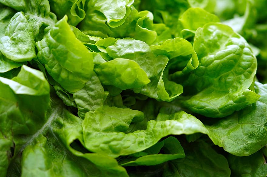 salade, vers, oogst, groenten, bio, blad, versheid, groente, voedsel, biologisch, groene kleur