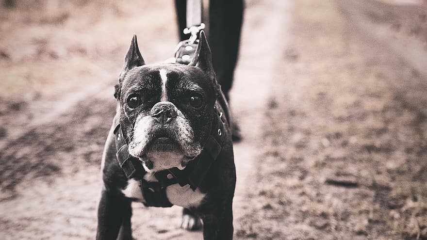 Bulldog francés, perro, en blanco y negro, buldog, cara, mascota, animal, Perro domestico, canino, mamífero, linda