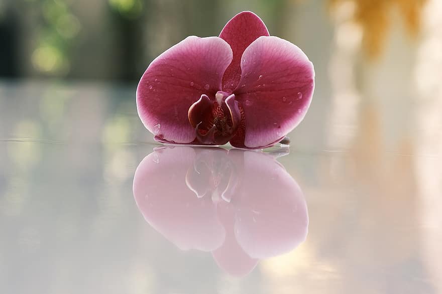 flor, orquídea, reflexão, orquídea roxa, Flor roxa, pétalas, pétalas roxas, espelhamento, orvalho