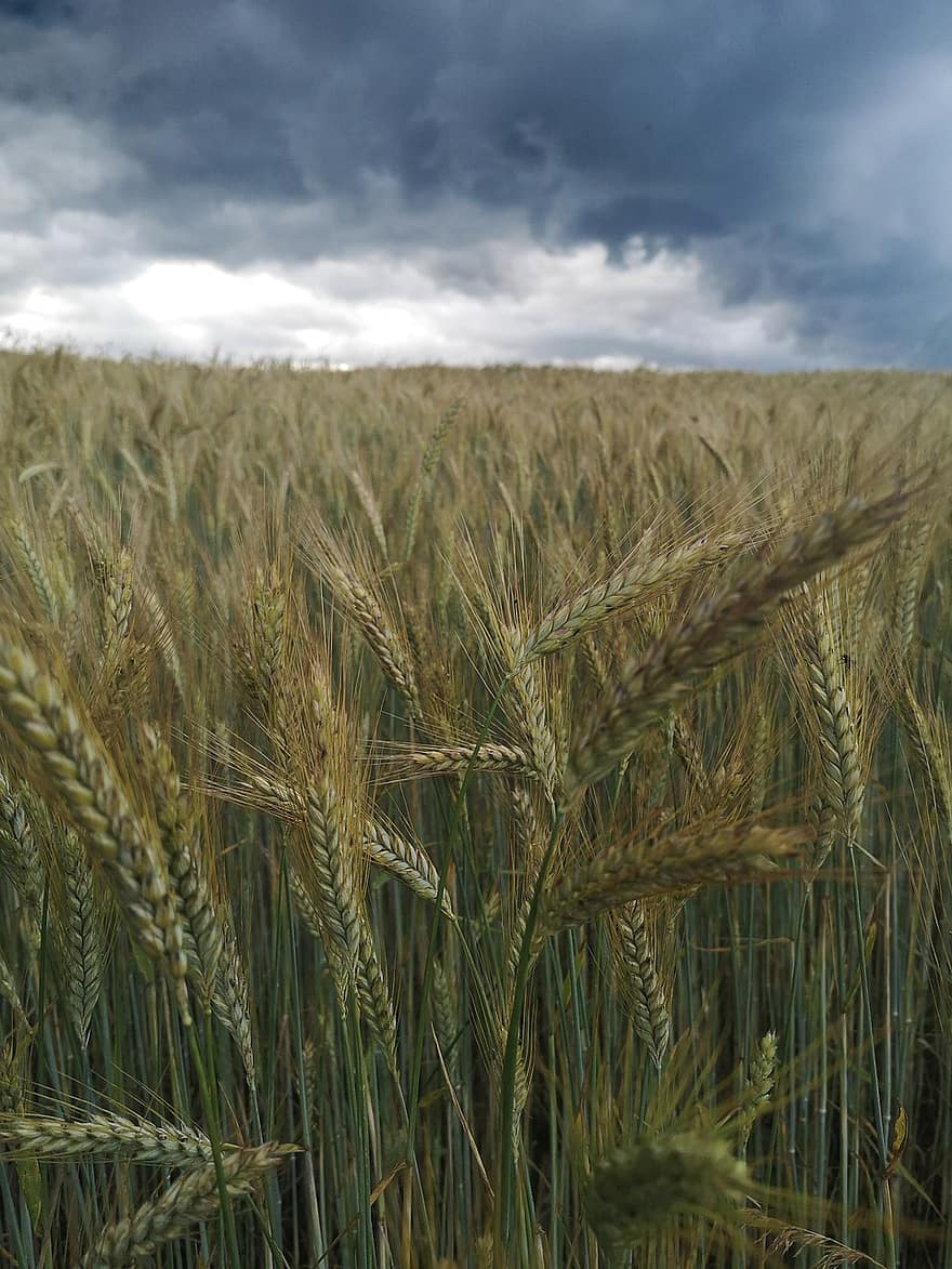 粒、フィールド、雷雨、小麦、穀物、トウモロコシ畑、小麦畑、工場、フード、農業、夏