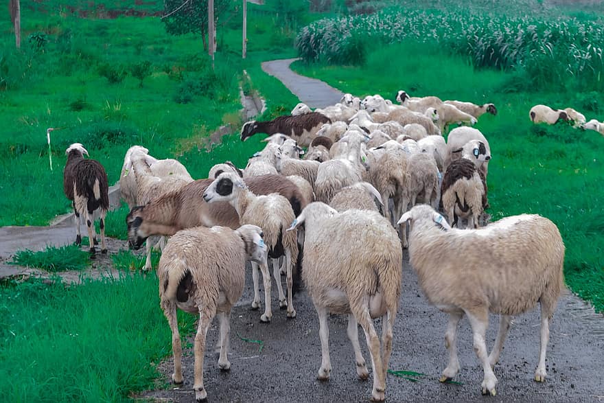 ovelha, animais, animais de fazenda, estrada, grama, pecuária, lã