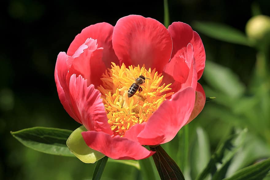 bi, insekt, blomma, honungsbi, pion, rosa pion, pollinering, pistiller, kronblad, växt, trädgård