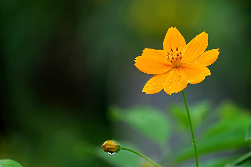 Cosmos, Flower, Orange Flower, Flora, plant, close-up, summer, yellow, green color, petal, leaf